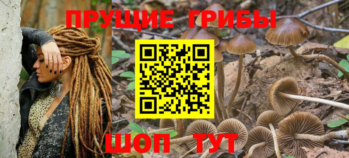 Псилоцибиновые грибы мицелий Пугачёв